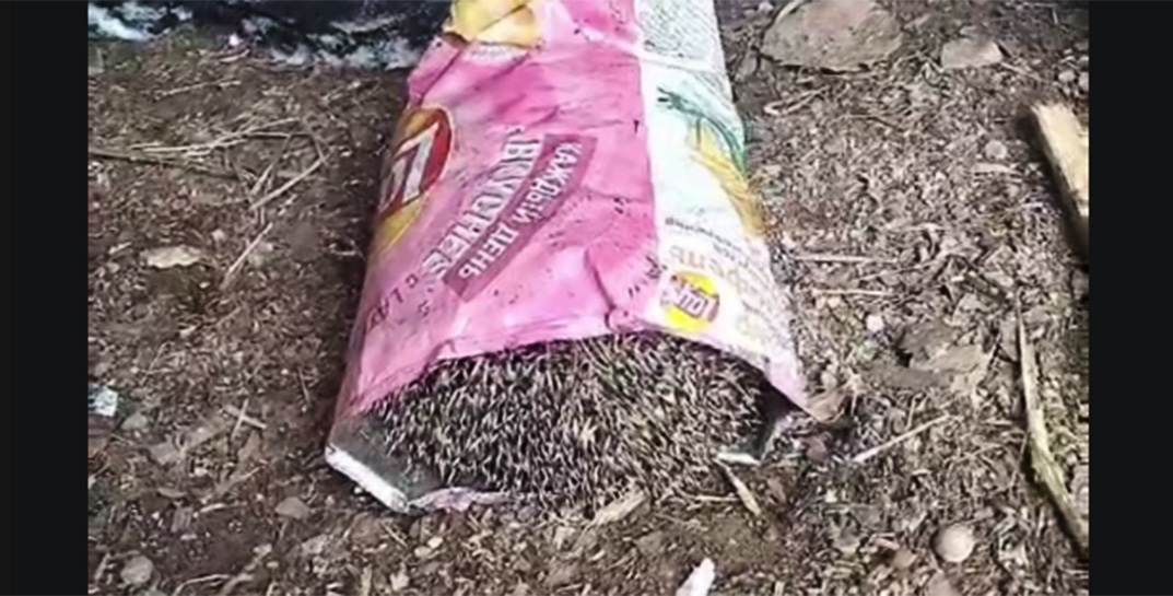 В Белыничах ежик перепутал апрельские холода с началом зимы и уснул в упаковке от чипсов