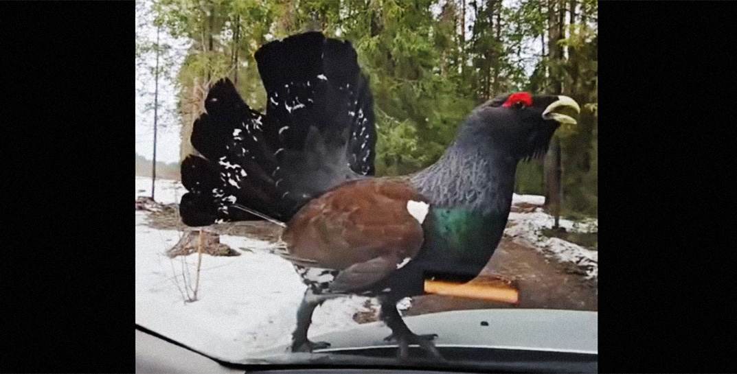 «Добрый вечер. И че мы с тобой делать будем?» На машину жителей Витебщины в лесу напал злобный глухарь — тиранил людей в салоне и даже пытался разбить стекло