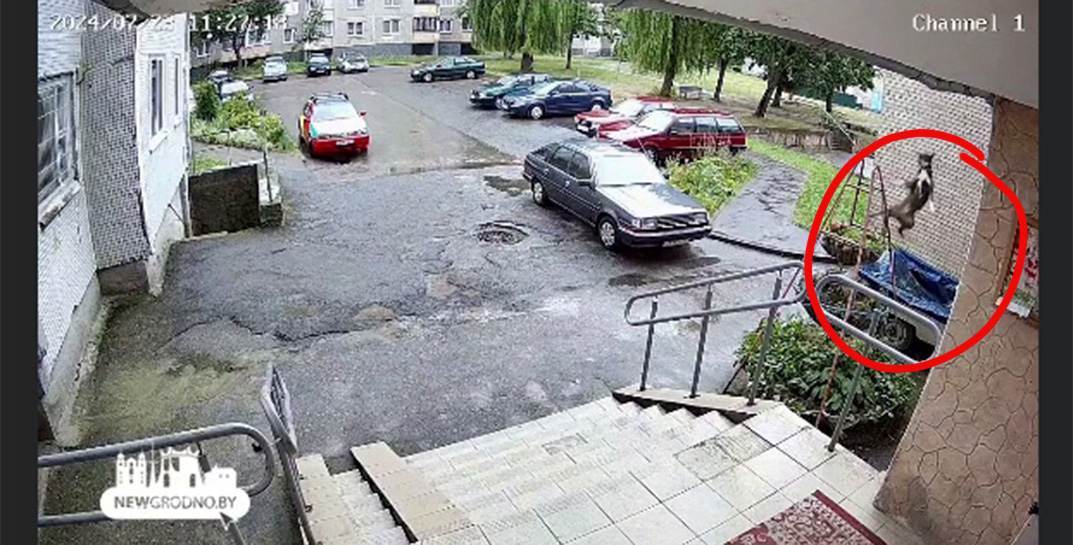 Пес из Гродно родился «в рубашке»! Выпал с 8 этажа и выжил