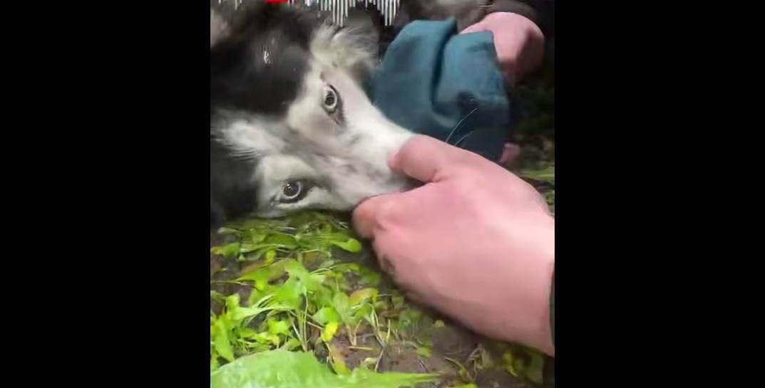 В Минске спасатели вынесли из горящей квартиры собаку и кота