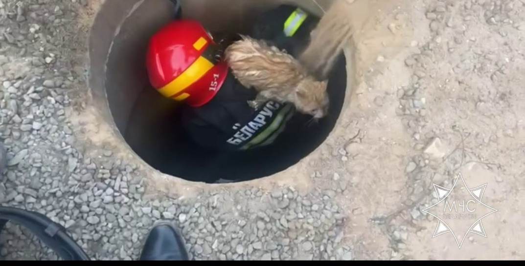 В Миорах спасатели пришли на помощь коту, который упал в технический колодец