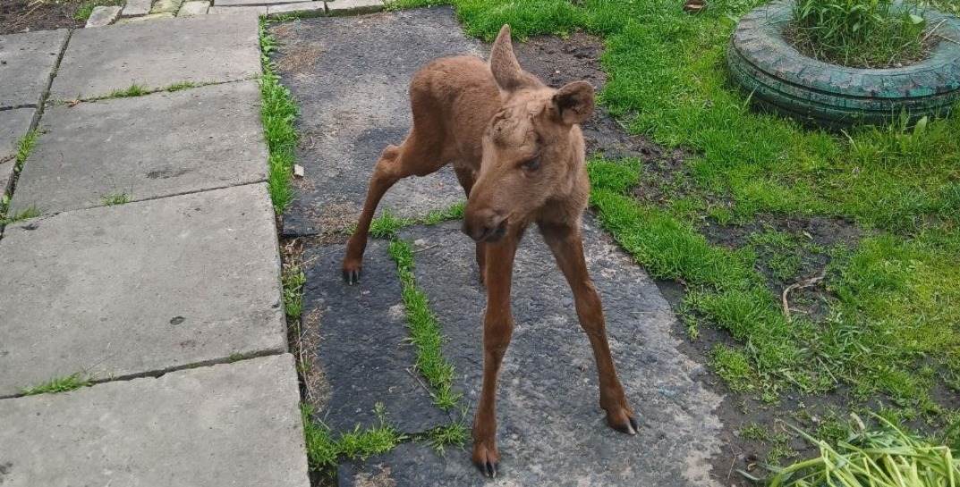 В Чаусском районе лосенок, который потерял маму, пришел за помощью к людям — теперь малыш будет жить в Могилевском зоосаде