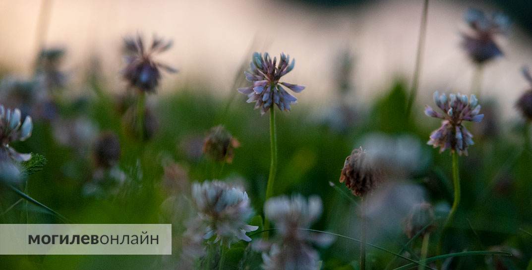 Погода в Могилеве на неделю с 26 мая по 1 июня — будет тепло?