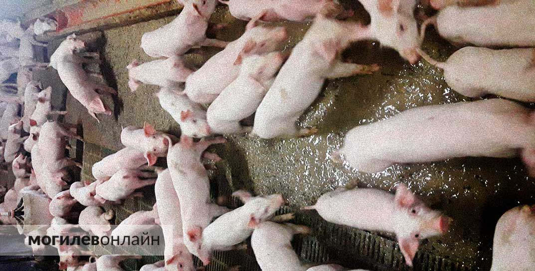 В Витебской области инженер на ферме проигнорировал оповещение на свой мобильник — в итоге погибло почти 700 поросят
