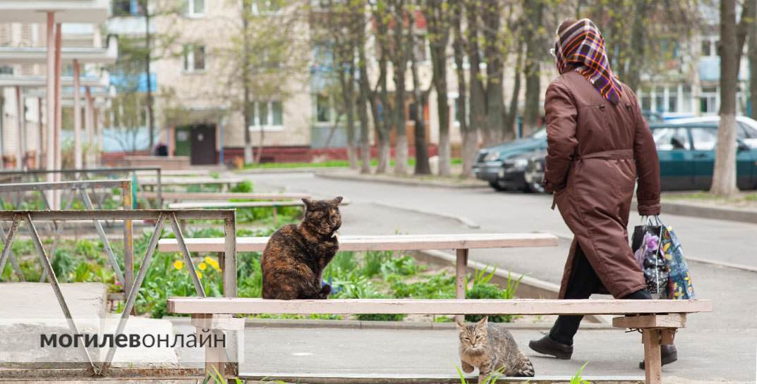 В Быховском районе новая знакомая согласилась ухаживать за пенсионеркой, а в итоге украла спрятанные под подушкой деньги, забрала продукты и ушла