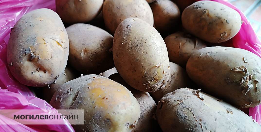 Беларусь стала главным поставщиком картофеля в Россию, обогнав Египет и Китай