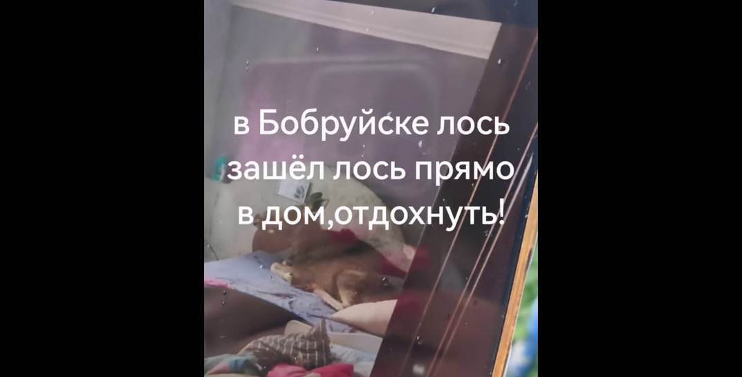 В Бобруйске лось забрался в дом и лег на кровать — «выгонять» его пришлось с помощью крана