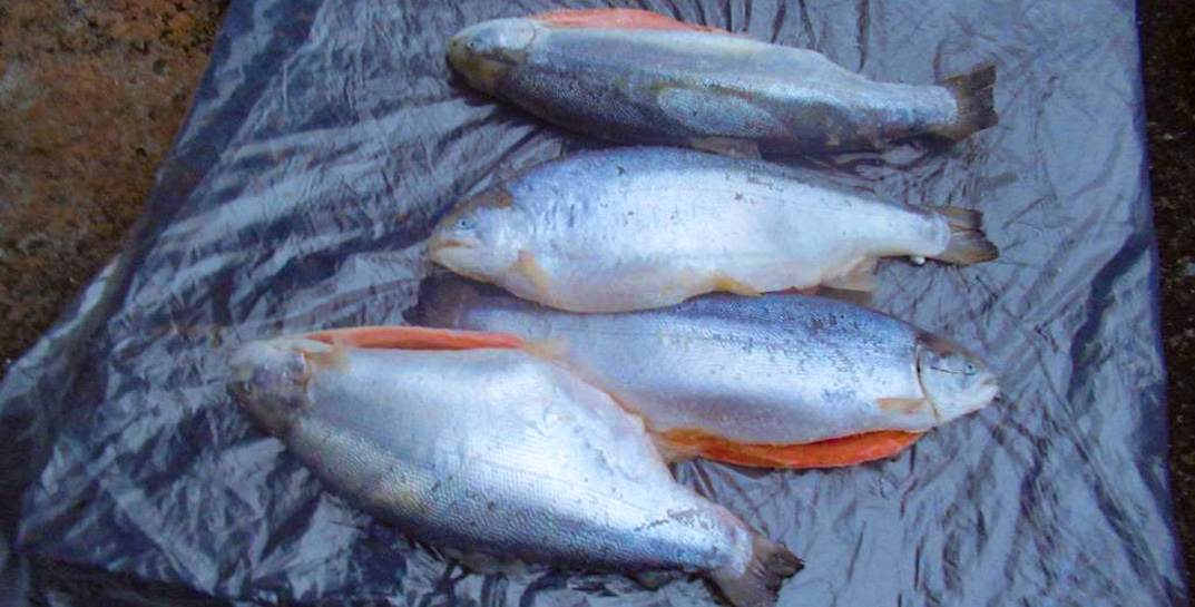 Могилевчанин решил подзаработать на контрабанде норвежской форели и пытался провезти через таможню груз на $75 тысяч. В Брянске его и взяли