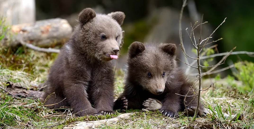 Под Белыничами в лесу заметили молодых медведей