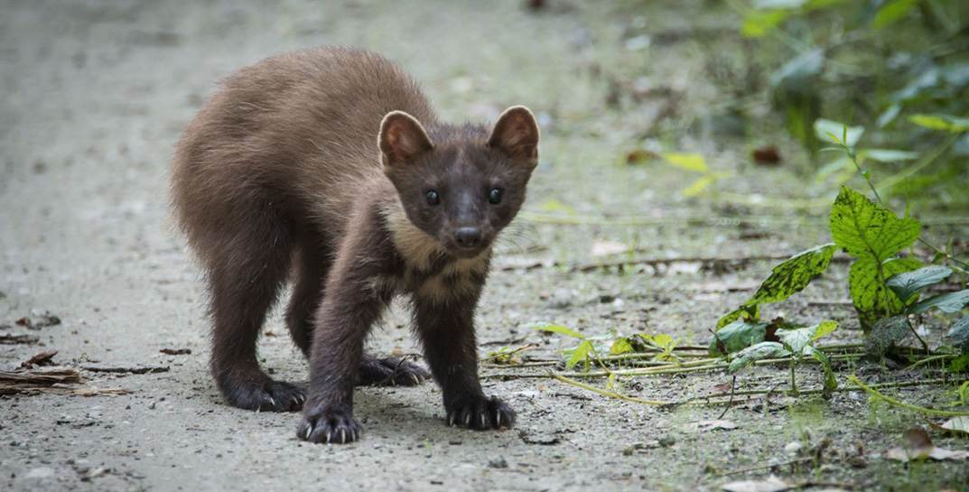 Бешеная куница напала на подростка в Жабинке