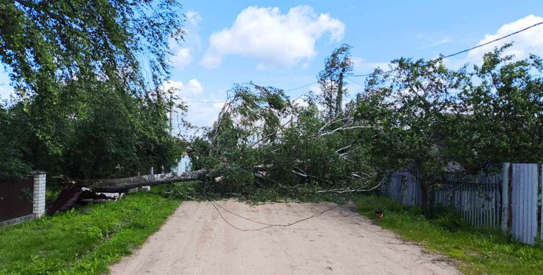 На Могилевщине бедокурит ветер — повалил деревья, оборвал провода и повредил крышу магазина