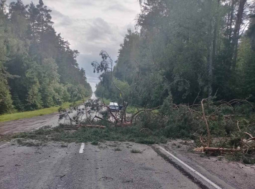 Вчера из-за сильного ветра в области падали деревья — в Могилеве есть поврежденный автомобиль 