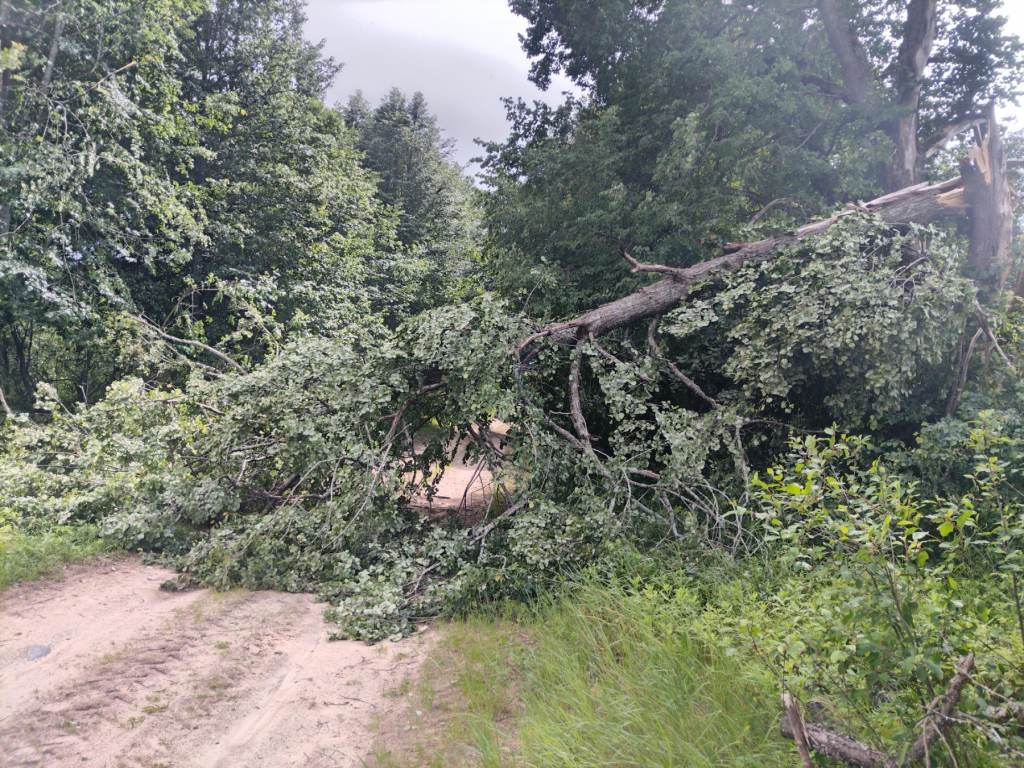 Вчера из-за сильного ветра в области падали деревья — в Могилеве есть поврежденный автомобиль 