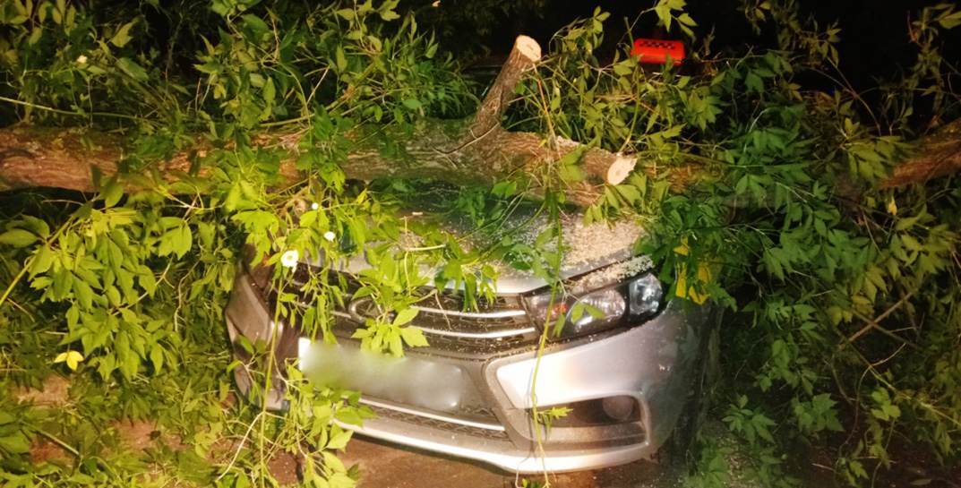 Вчера из-за сильного ветра в области падали деревья — в Могилеве есть поврежденный автомобиль