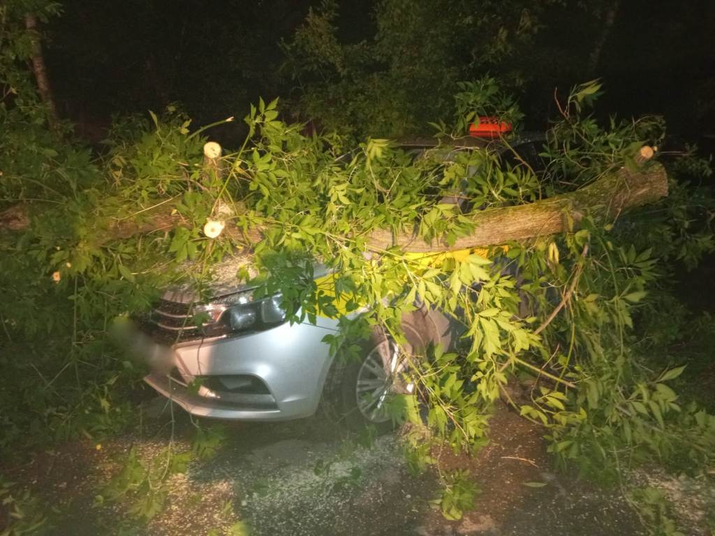 Вчера из-за сильного ветра в области падали деревья — в Могилеве есть поврежденный автомобиль 