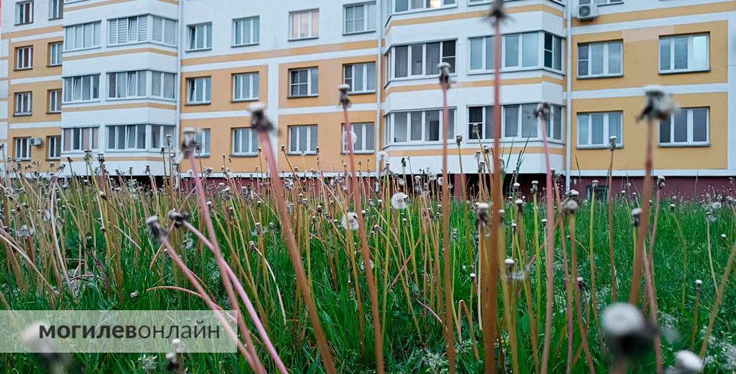 Что делать со скошенной травой и сорняками на участках, рассказали в ЖКХ