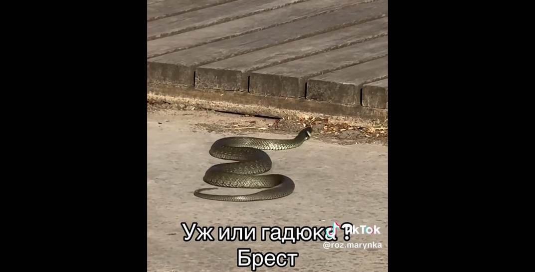 «Для меня это анаконда». На набережной в Бресте заметили огромную змею, пользователи спорят — уж или гадюка