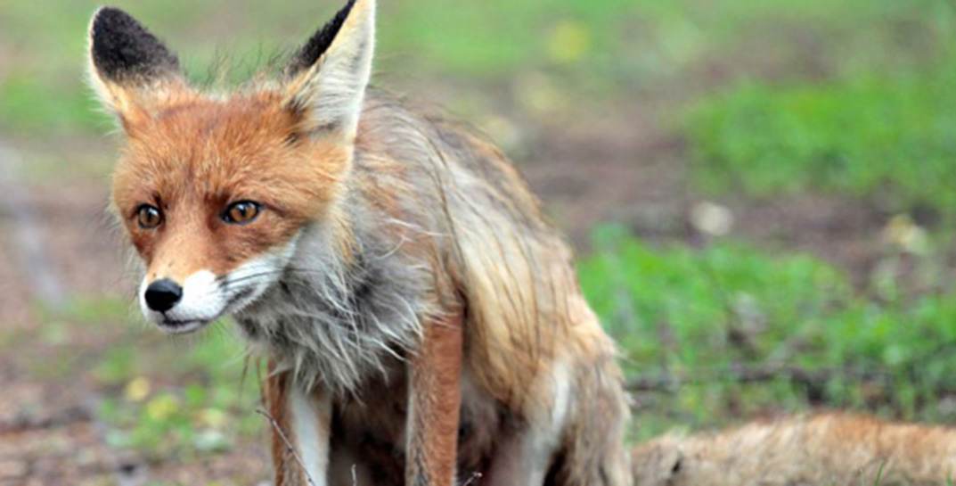 В Пинском районе бешеная лиса укусила домашнюю собаку — введен карантин