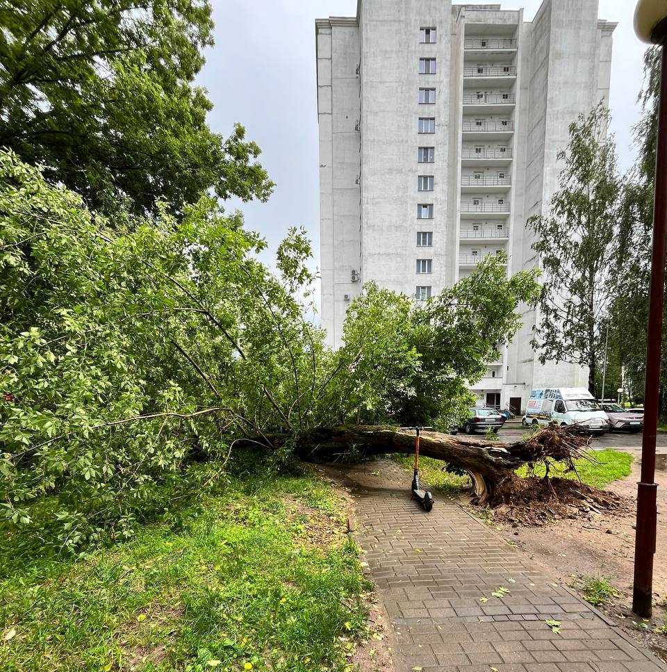 Вчера из-за сильного ветра в области падали деревья — в Могилеве есть поврежденный автомобиль 