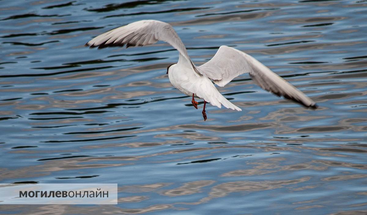 Лето у нас такое, что момент для прогулки надо еще успеть словить! У некоторых жителей Могилева получается 
