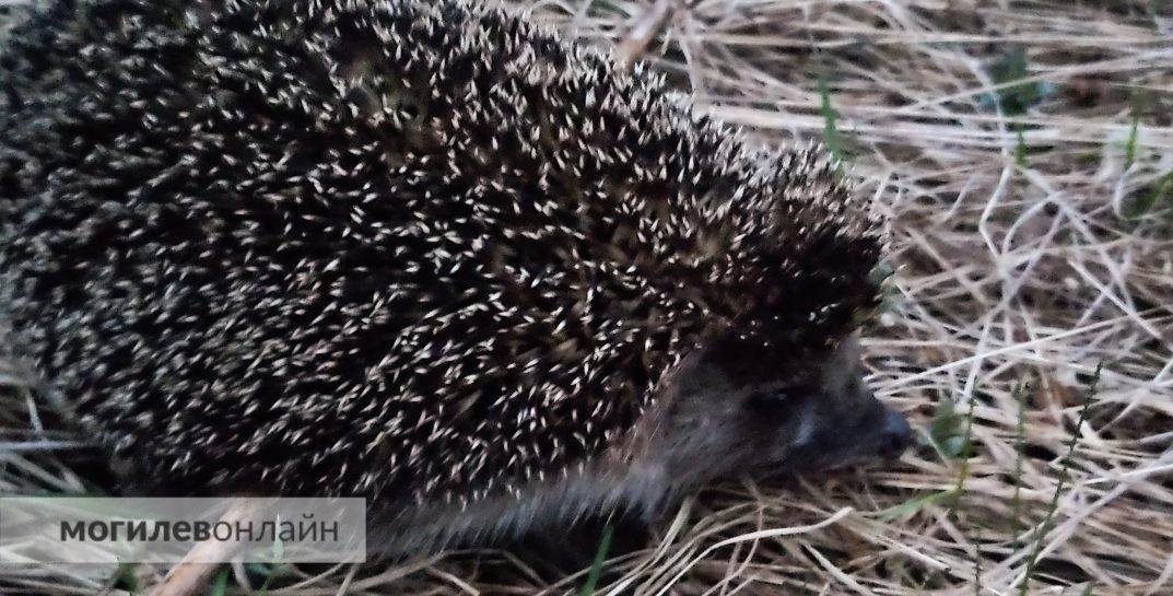 Глисты, клещи и бешенство — такой набор можно получить «в подарок» от ежика, только прикоснувшись к нему