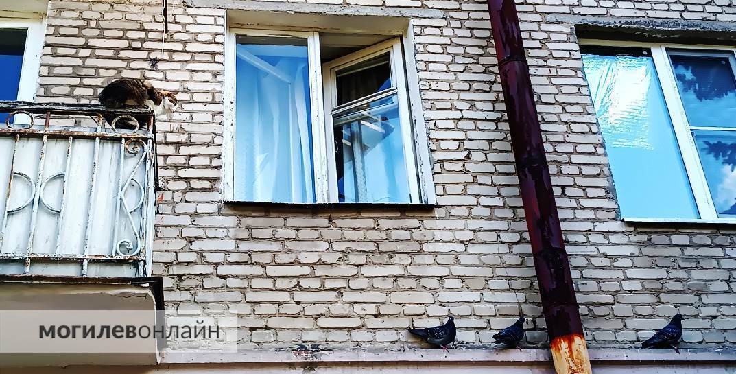 В Барановичах птичьи экскременты стали причиной гибели мужчины
