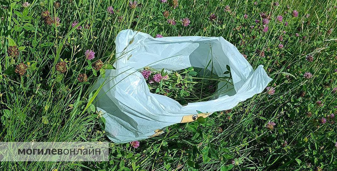 Правила новые — проблемы старые. Граждан обещали наказывать рублем за некошеную траву на участках, а как справляются с этим службы в Могилеве? 