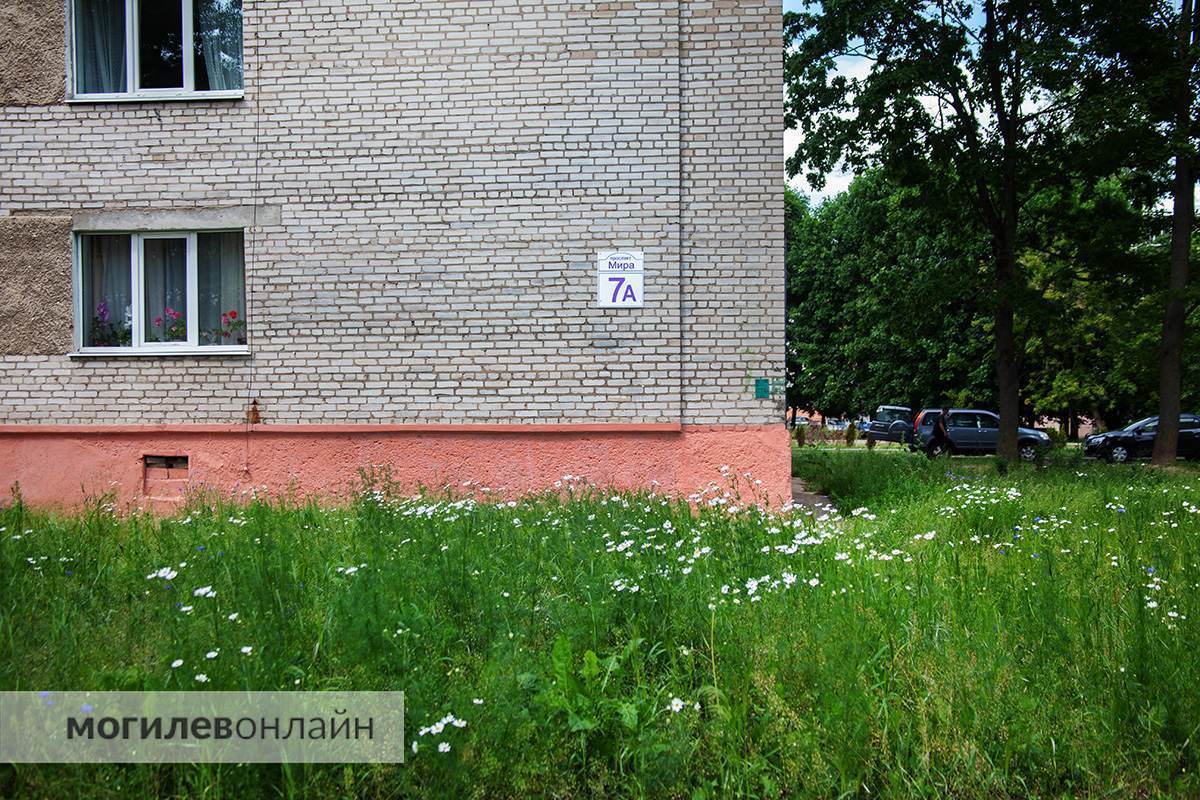 Правила новые — проблемы старые. Граждан обещали наказывать рублем за некошеную траву на участках, а как справляются с этим службы в Могилеве? 