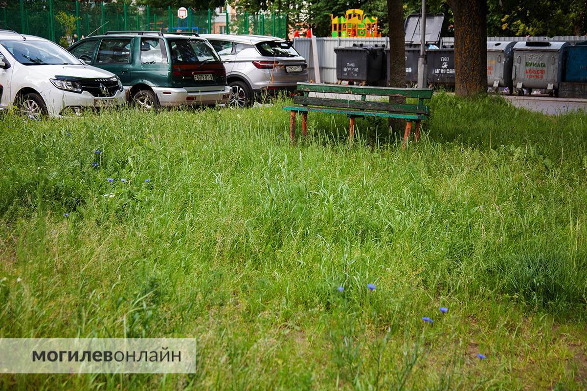 Правила новые — проблемы старые. Граждан обещали наказывать рублем за некошеную траву на участках, а как справляются с этим службы в Могилеве? 