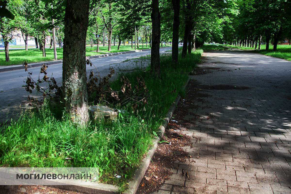 Правила новые — проблемы старые. Граждан обещали наказывать рублем за некошеную траву на участках, а как справляются с этим службы в Могилеве? 