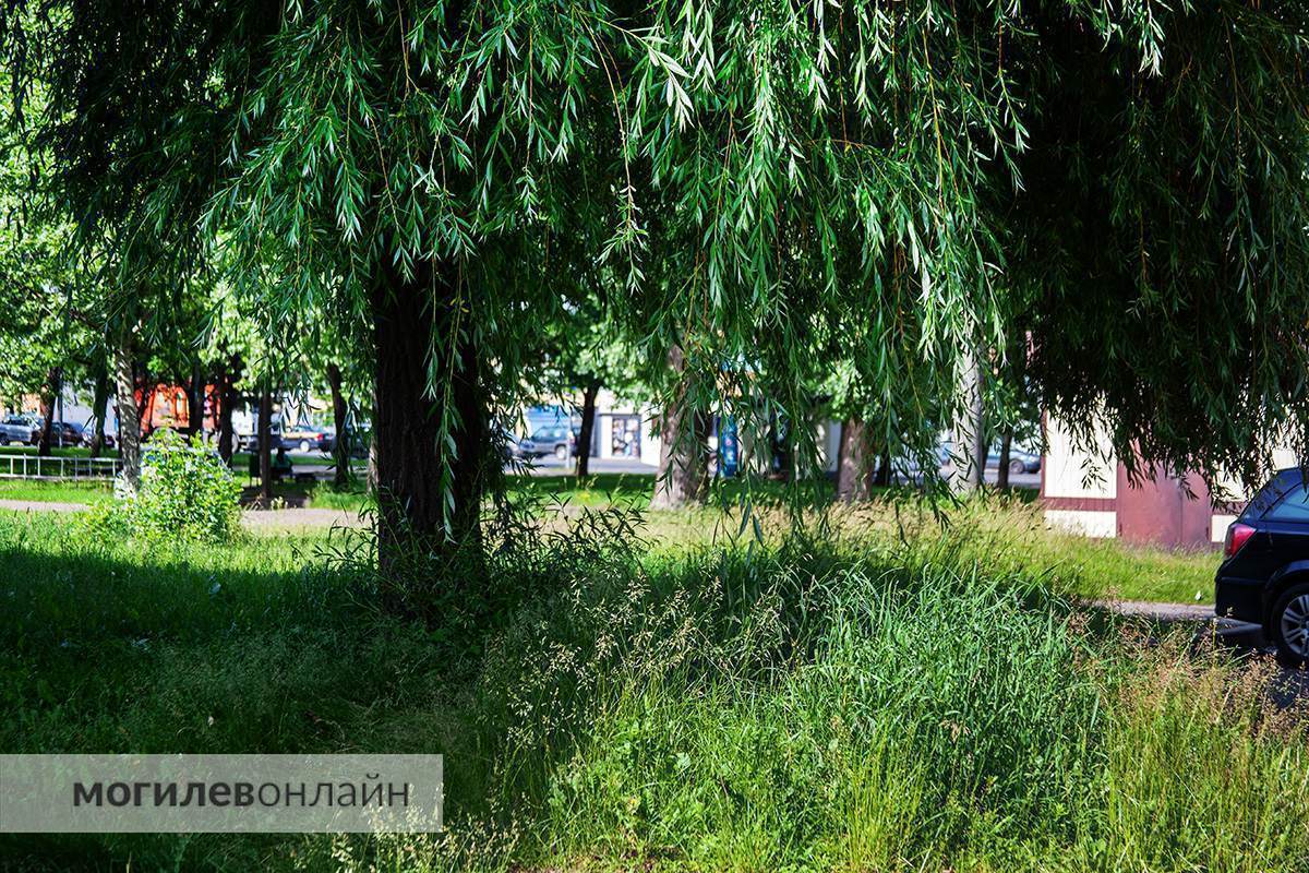 Правила новые — проблемы старые. Граждан обещали наказывать рублем за некошеную траву на участках, а как справляются с этим службы в Могилеве? 