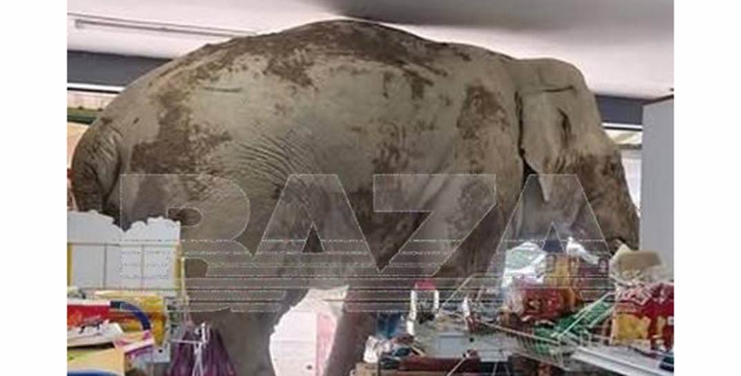 В Таиланде слон зашел в продуктовый магазин и своровал крекеры. И это не первый раз