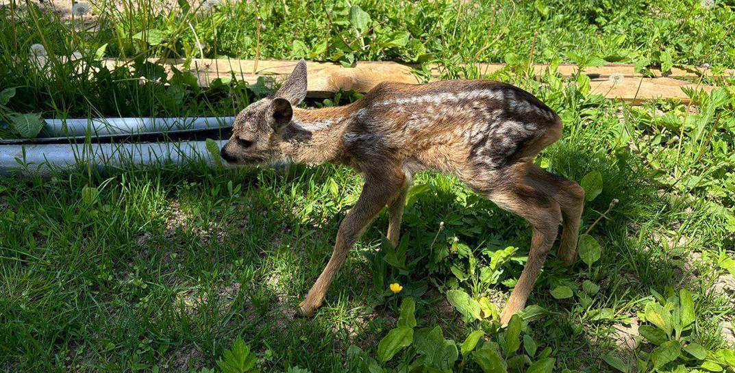 А лисица уже облизывалась: как житель Чаусов отстоял жизнь косуленка