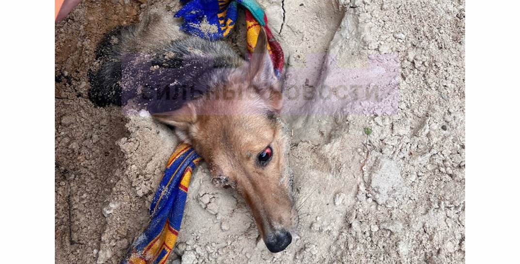 В лесу под Светлогорском кто-то избил собаку, а затем закопал живьем — животное чудом спасли