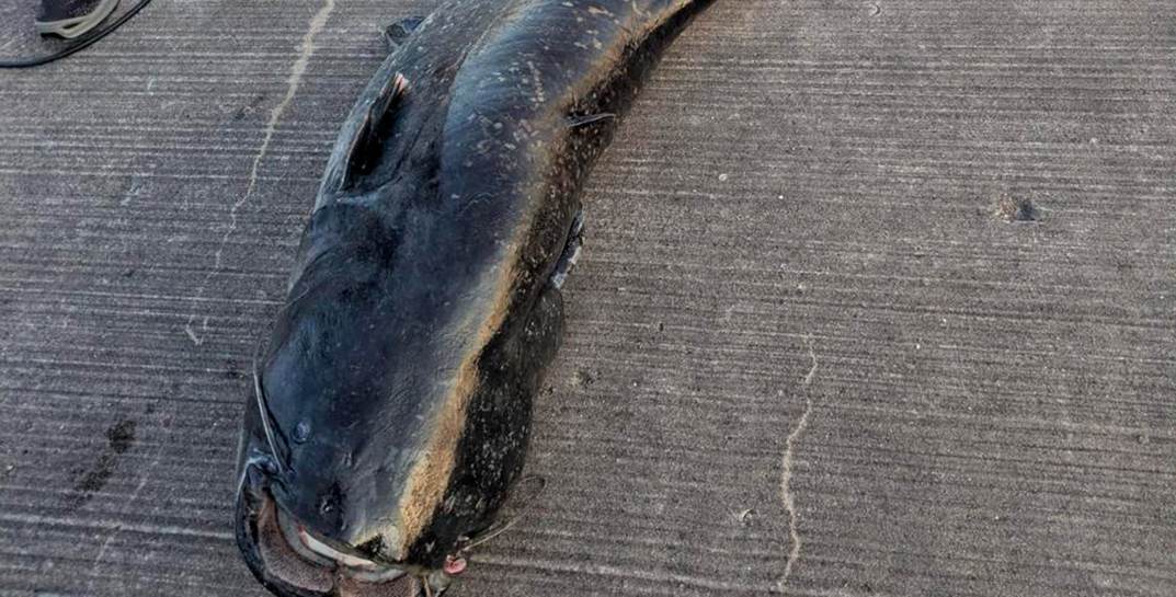 В Германии двухметровый сом напал на посетителей пляжа — за это его застрелили. В сети разгорелись споры