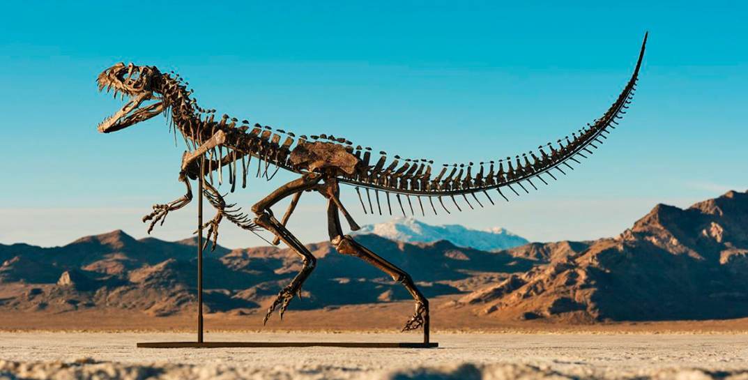 Редкий гость из юрского периода: сколько стоит скелет цератозавра?