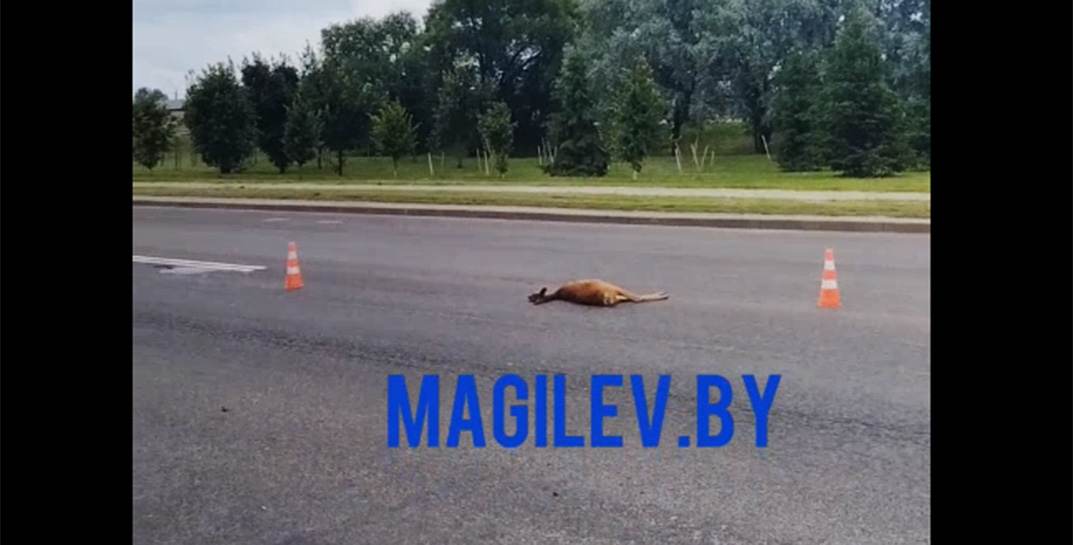В Могилеве на улице Пысина сбили косулю