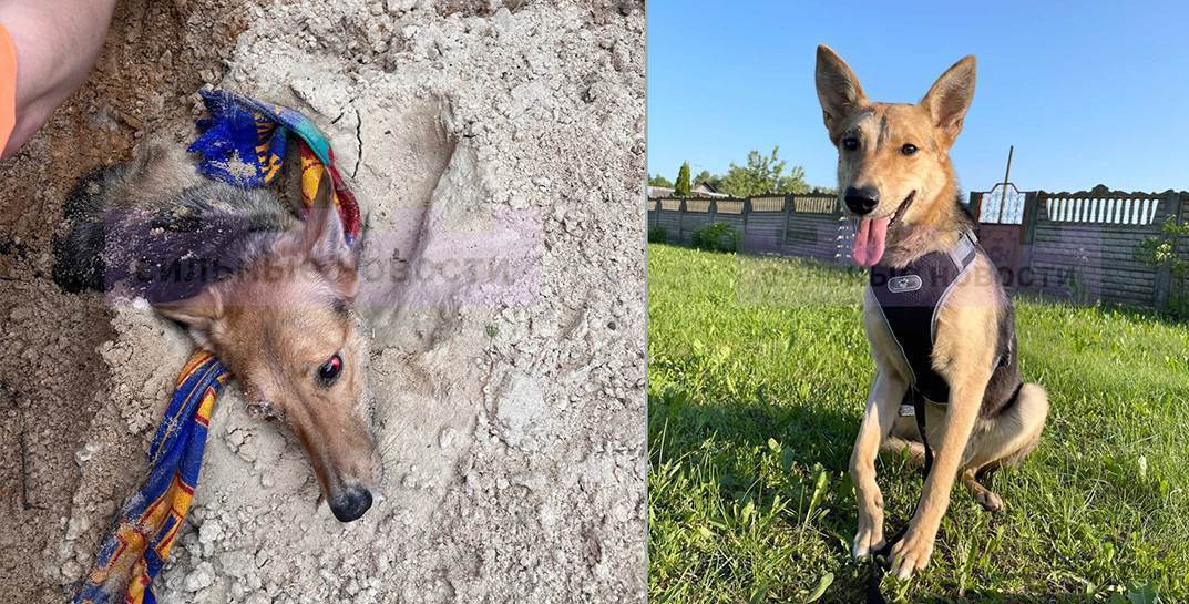 Дела… Нашлась владелица пса, которого заживо закопали в светлогорском лесу