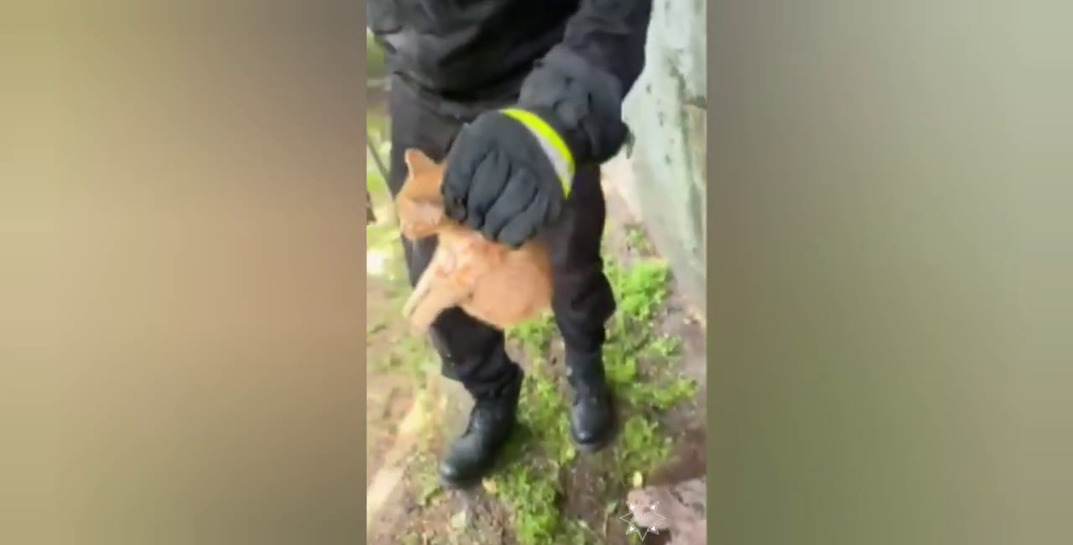 В Могилеве котенок застрял в металлическом столбе — на помощь пришли спасатели