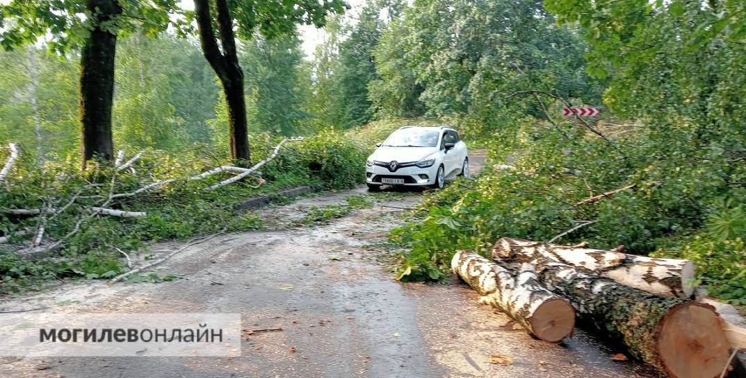 «В какое окно не посмотришь — везде поваленные деревья». Сегодня ночью в Могилеве прошел сильный ураган — посмотрите, что он натворил