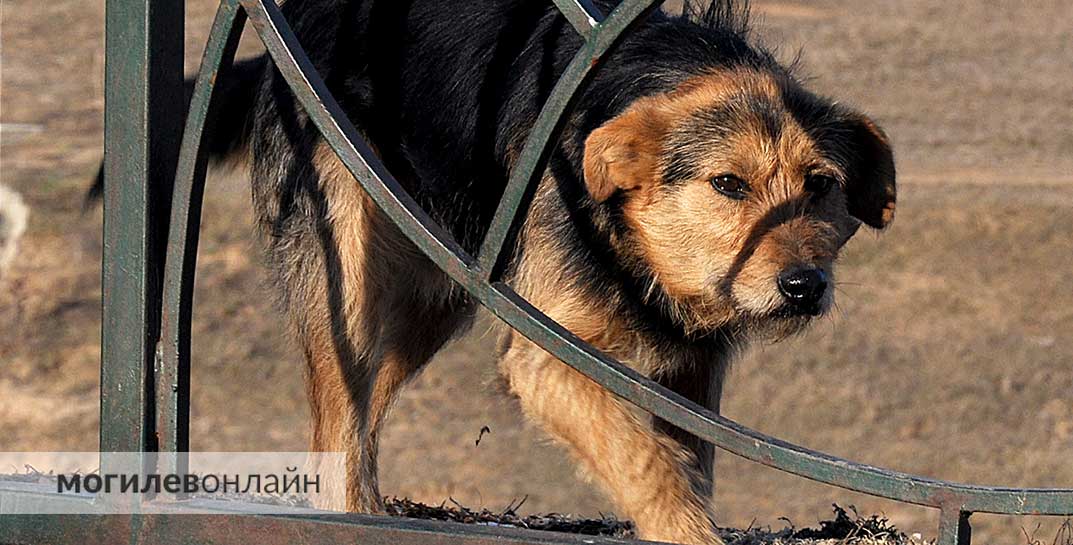 На Гомельщине коммунальщики предлагают сдать бездомных собак за деньги, но что животных ждет дальше — не понятно