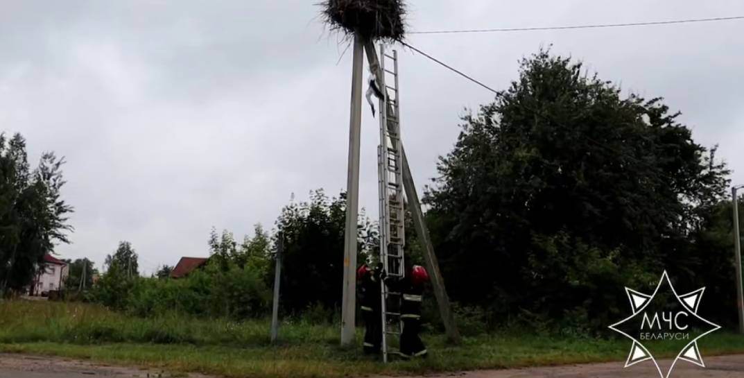 Белорусские спасатели помогли аистенку, выпавшему из гнезда