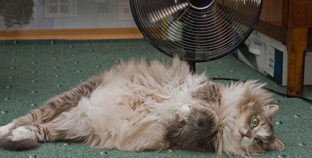 Что делать, если одному в автобусе жарко, а второму — дует? Журналисты попытались разобраться