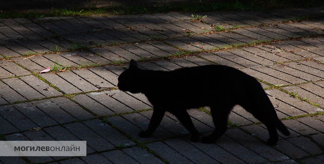 Погода в Могилеве на неделю с 28 июля по 3 августа — опять дожди и грозы?