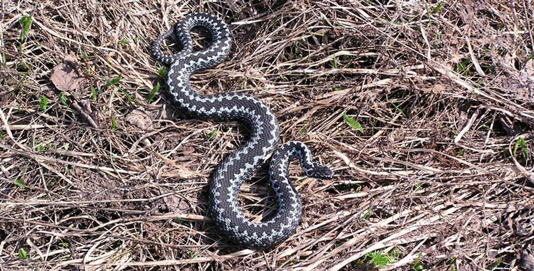 Двух белорусов в Гродненской области покусали гадюки, один пациент попал в реанимацию