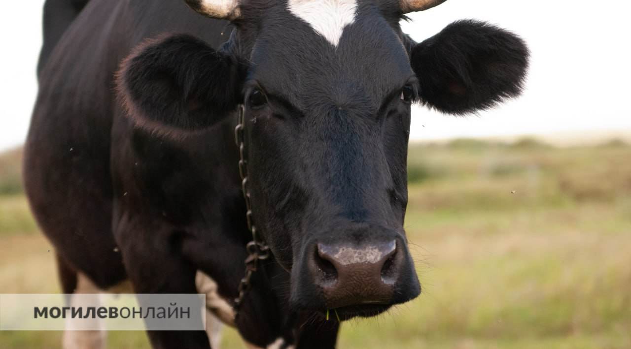 В Пинском районе бык напал на рабочего фермы — мужчина погиб