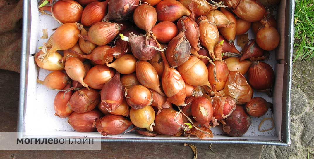 От грядки до прилавка: куда и почём сдавать овощи в Беларуси