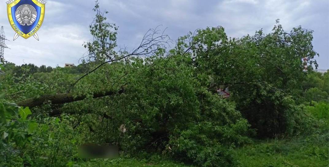 Приехали на рыбалку с мужем. Стали известны подробности гибели могилевчанки, которую сегодня ночью придавило деревом