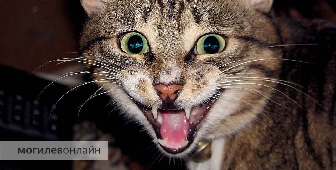 В Беларуси за неделю произошло два случая массового контакта людей с бешеными животными. Один из них — на Могилевщине