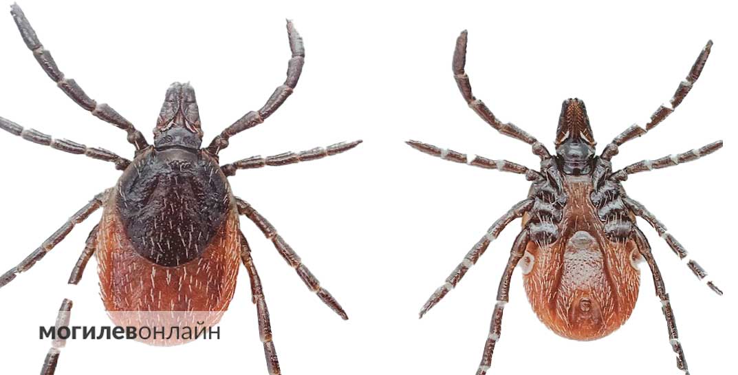 Нежданно-негаданно: Беларусь атаковали клещи — статистика еще печальнее, чем в прошлом году
